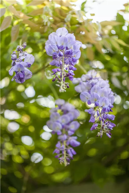 Wisteria sinensis, Chinesischer Blauregen - Baumschule Weber