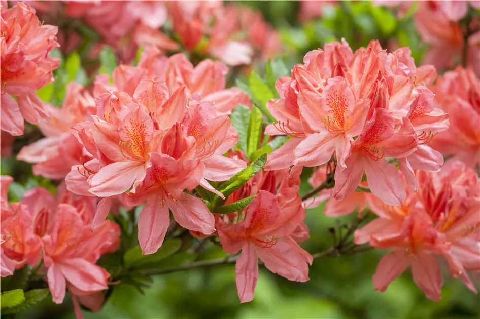 Rhododendron molle, Sommergrne Azalee - Baumschule Weber