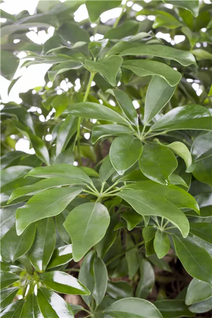 Schefflera arboricola, Strahlenaralie - Baumschule Weber