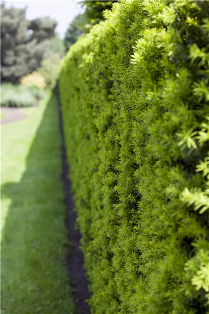 Taxus baccata, Heimische Eibe - Baumschule Weber