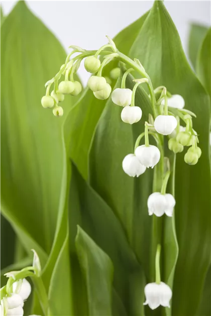Convallaria majalis, Gewhnliches Maiglckchen - Baumschule Weber