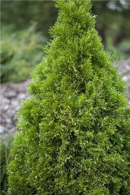 Thuja occidentalis, Abendlndischer Lebensbaum - Baumschule Weber