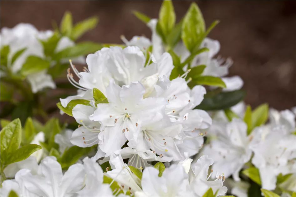 Rhododendron obtusum, Japanische Azalee - Baumschule Weber
