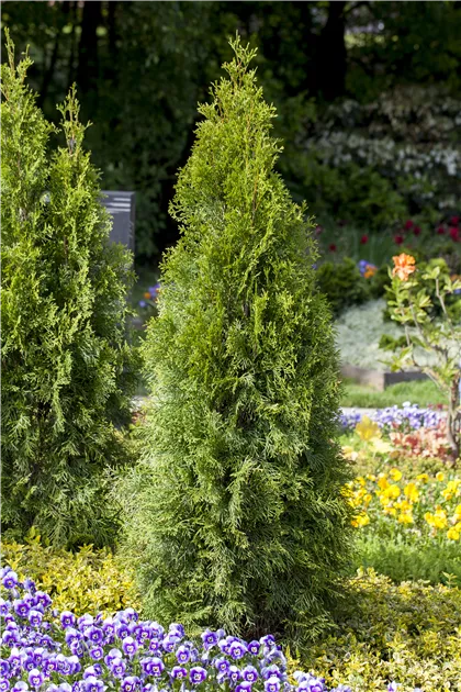 Thuja occidentalis, Abendlndischer Lebensbaum - Baumschule Weber