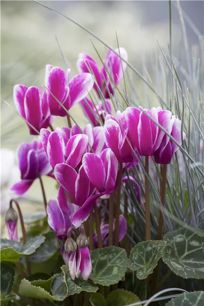 Cyclamen persicum, Zimmer-Alpenveilchen - Baumschule Weber