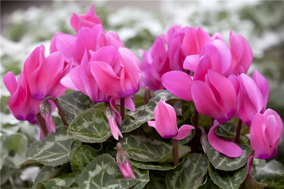 Cyclamen persicum, Zimmer-Alpenveilchen - Baumschule Weber