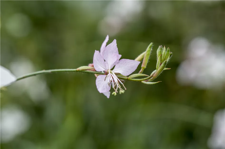 Gaura lindheimeri, Garten-Prachtkerze - Baumschule Weber