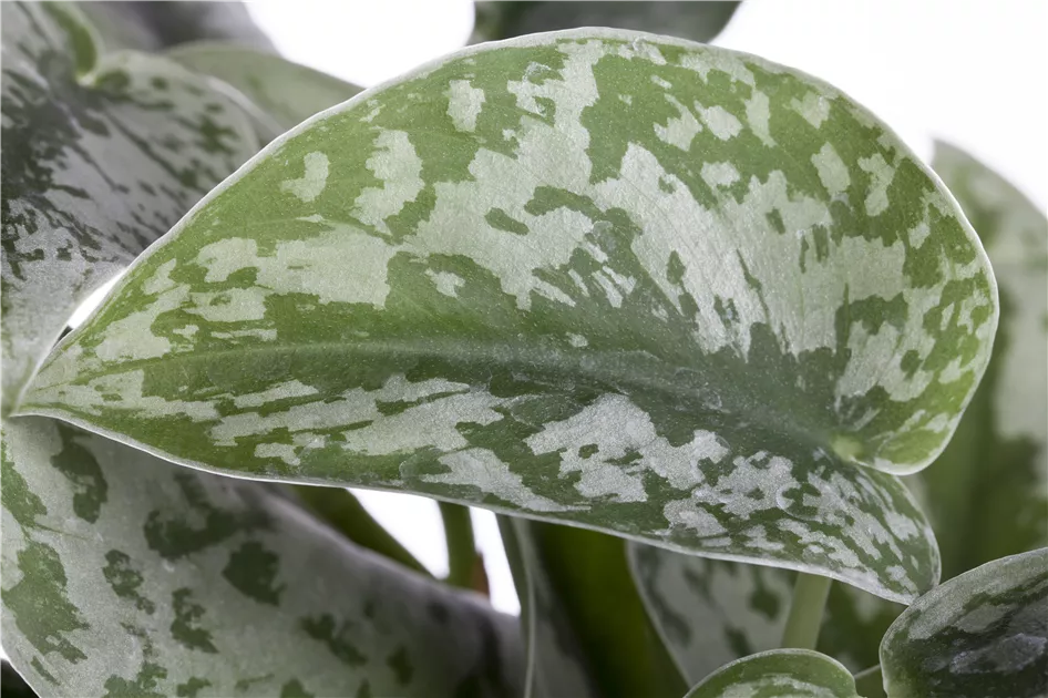 Scindapsus pictus, Gefleckte Efeutute - Baumschule Weber