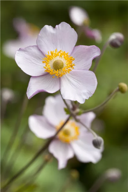 Anemone hupehensis, Garten-Herbst-Anemone - Baumschule Weber