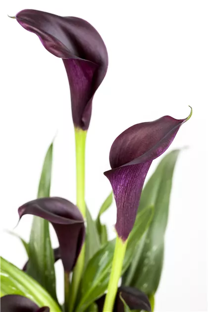 Zantedeschia aethiopica, Zimmercalla - Baumschule Weber