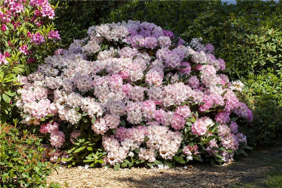 Rhododendron yakushimanum, Yakushima-Rhododendron - Baumschule Weber