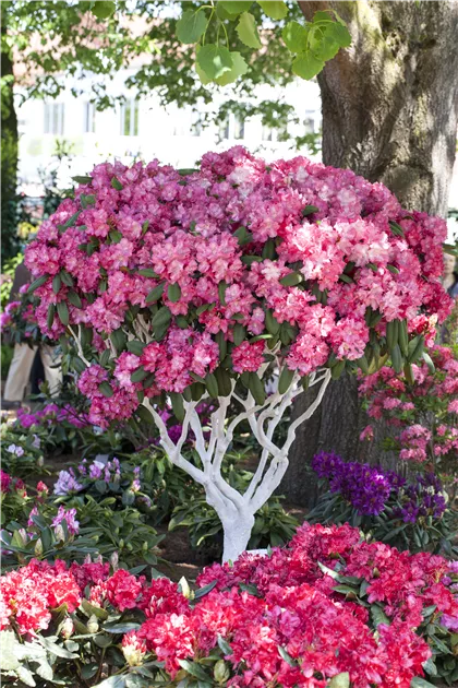 Rhododendron yakushimanum, Yakushima-Rhododendron - Baumschule Weber