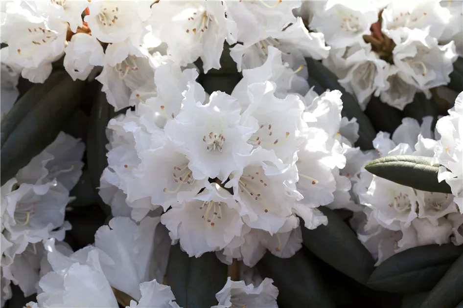 Rhododendron yakushimanum, Yakushima-Rhododendron - Baumschule Weber