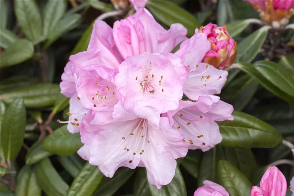 Rhododendron yakushimanum, Yakushima-Rhododendron - Baumschule Weber