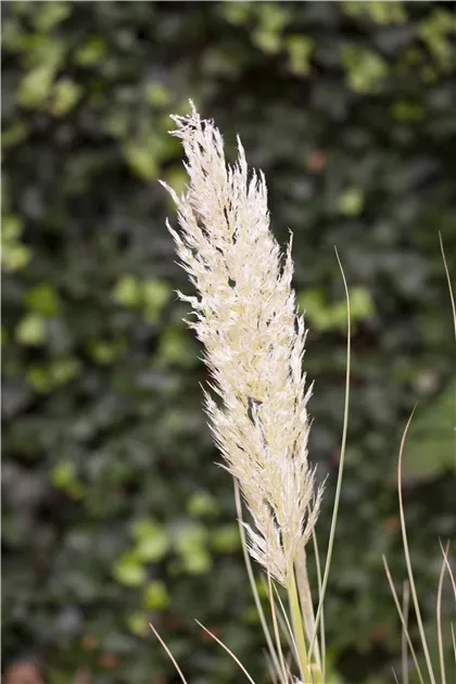 Cortaderia selloana, Pampasgras - Baumschule Weber