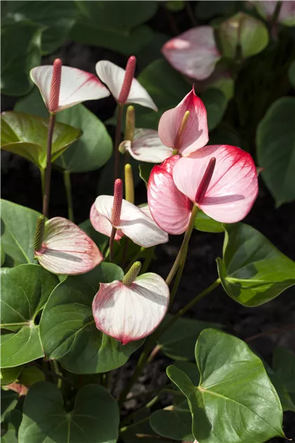 Anthurium x andreanum, Flamingoblume - Baumschule Weber