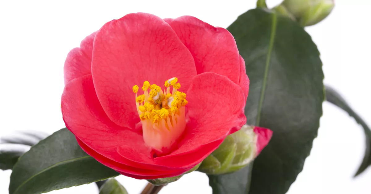 Camellia japonica, Japanische Kamelie - Baumschule Weber