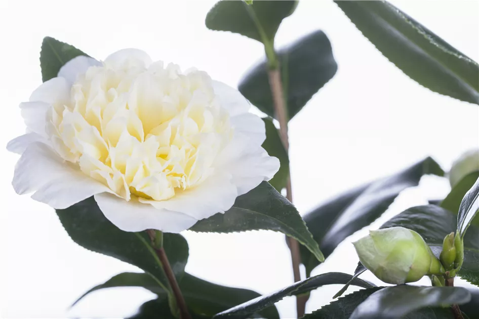 Camellia japonica, Japanische Kamelie - Baumschule Weber