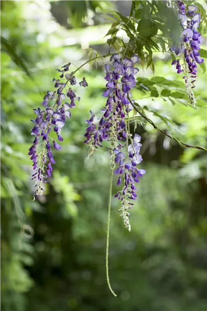 Wisteria floribunda, Japanischer Blauregen - Baumschule Weber