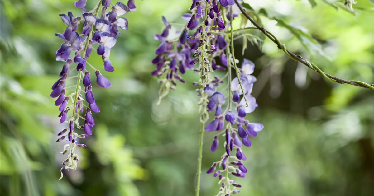 Wisteria floribunda, Japanischer Blauregen - Baumschule Weber