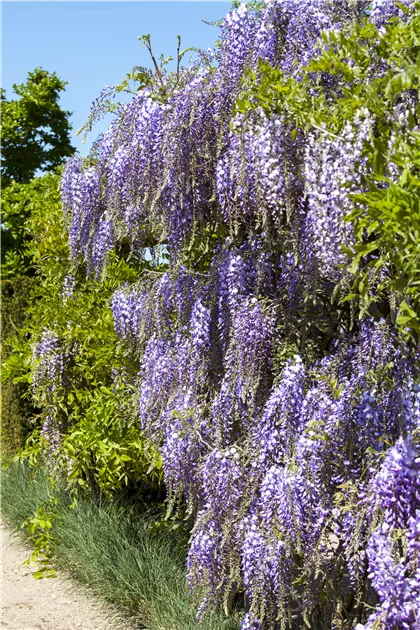 Wisteria floribunda, Japanischer Blauregen - Baumschule Weber