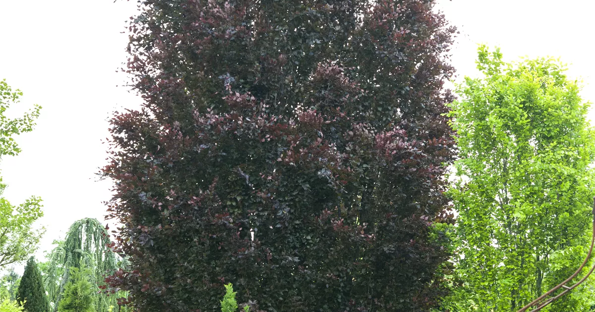 Fagus sylvatica 'Purpurea', Blutbuche - Baumschule Weber