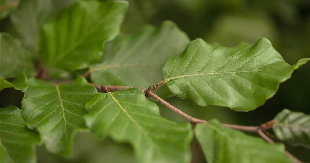 Fagus sylvatica, Rotbuche - Baumschule Weber