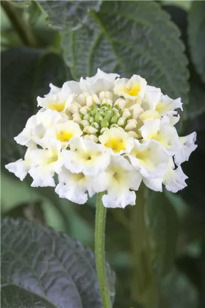 Lantana camara, Wandelrschen - Baumschule Weber
