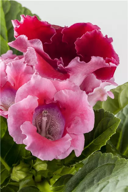 Sinningia speciosa, Falsche Gloxinie - Baumschule Weber