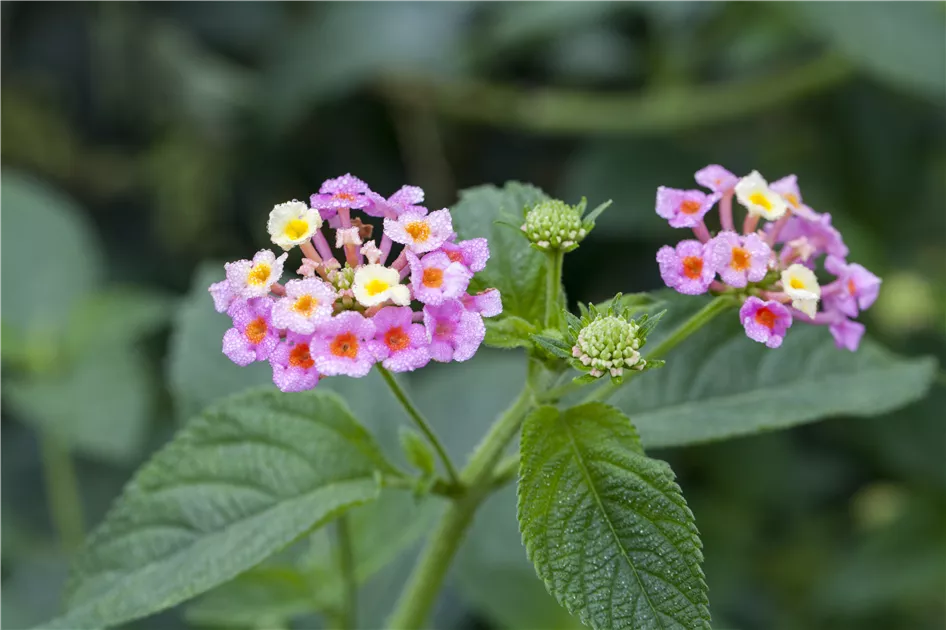 Lantana camara, Wandelrschen - Baumschule Weber