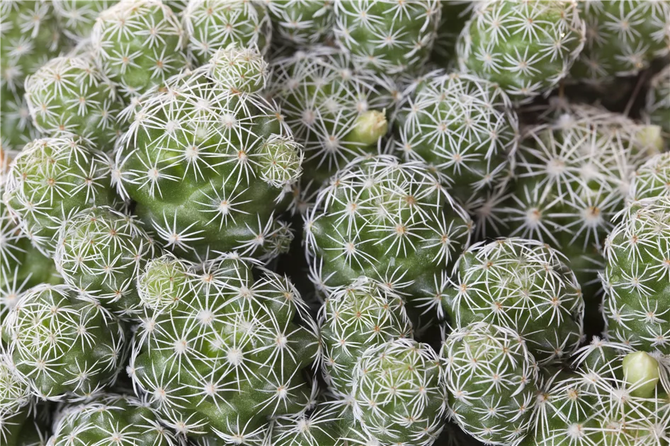 Cactus, Kakteen - Baumschule Weber