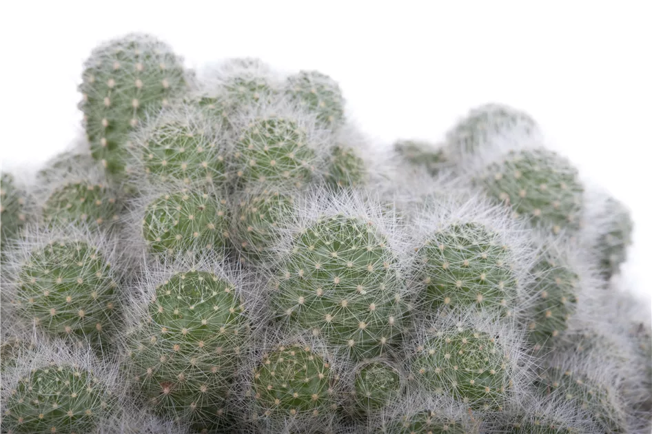 Cactus, Kakteen - Baumschule Weber
