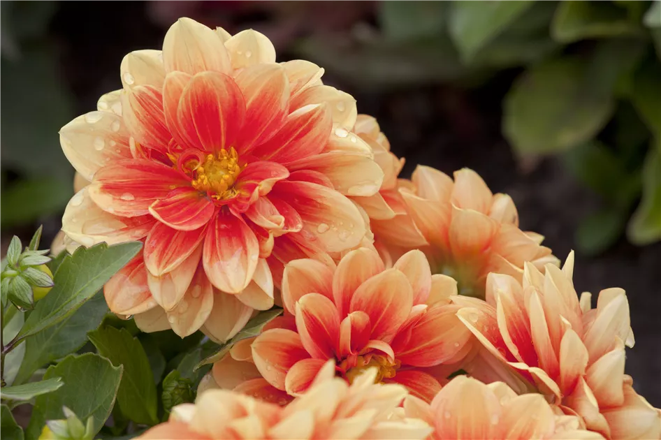 Dahlia, Dahlie - Baumschule Weber