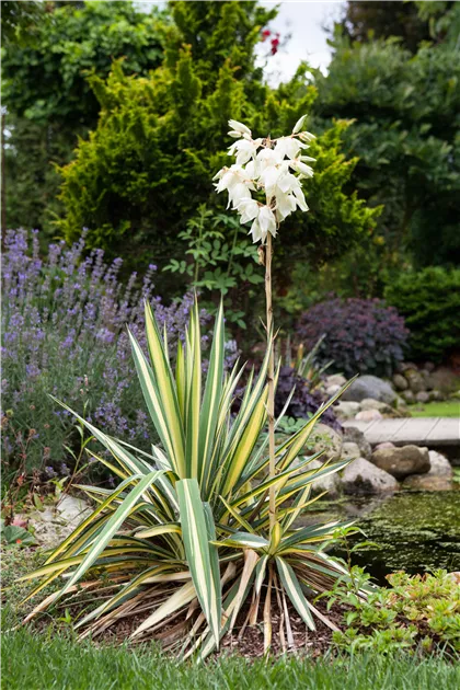 Yucca filamentosa, Fdige Palmlilie - Baumschule Weber