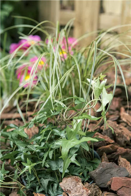 Hedera helix, Gemeiner Efeu - Baumschule Weber