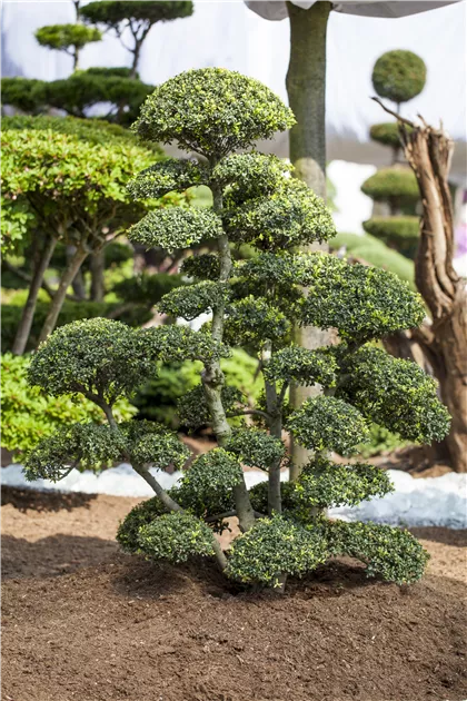 Ilex crenata, Japan-Stechpalme - Baumschule Weber