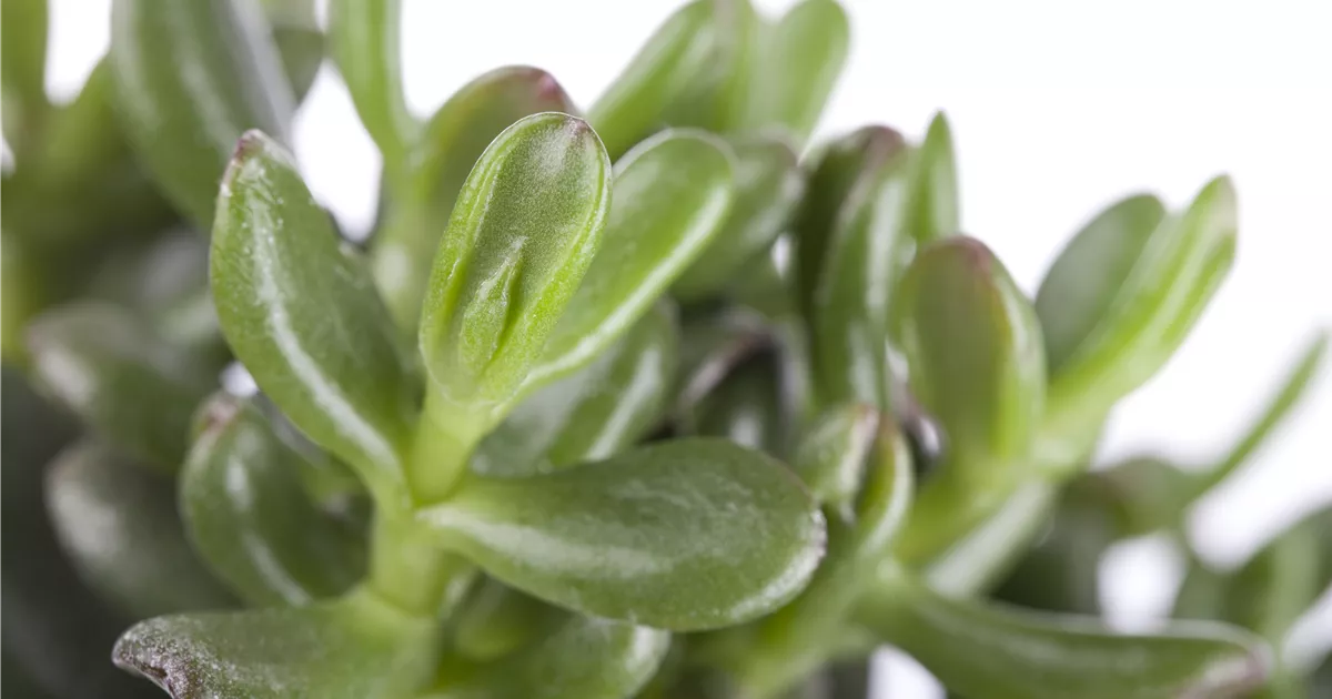 Crassula ovata, Geldbaum - Baumschule Weber