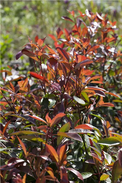 Photinia fraseri 'Red Robin', Glanzmispel 'Red Robin' - Baumschule Weber