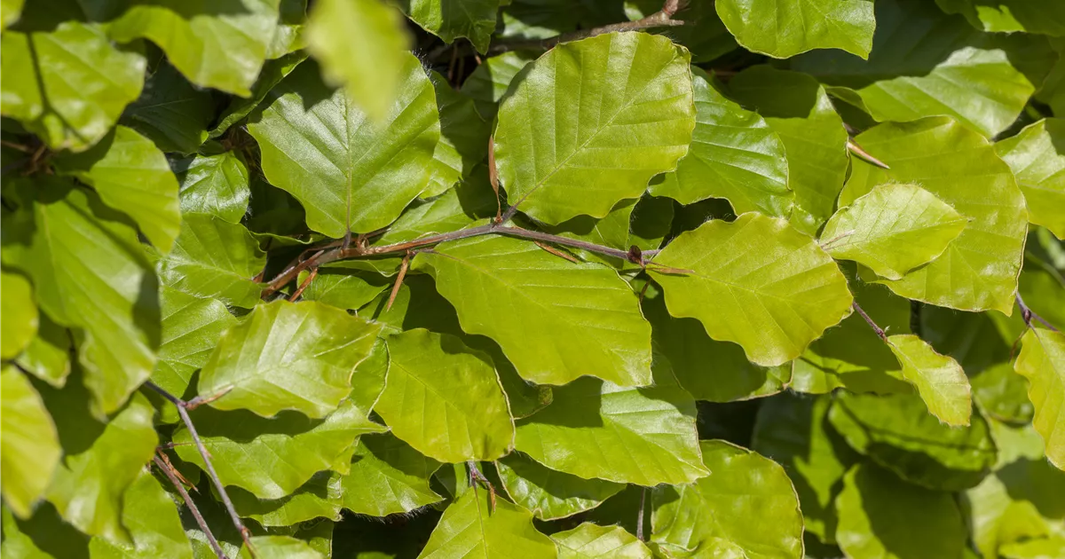 Fagus sylvatica 'Dawyck Gold', Sulen-Goldbuche 'Dawyck Gold' - Baumschule  Weber