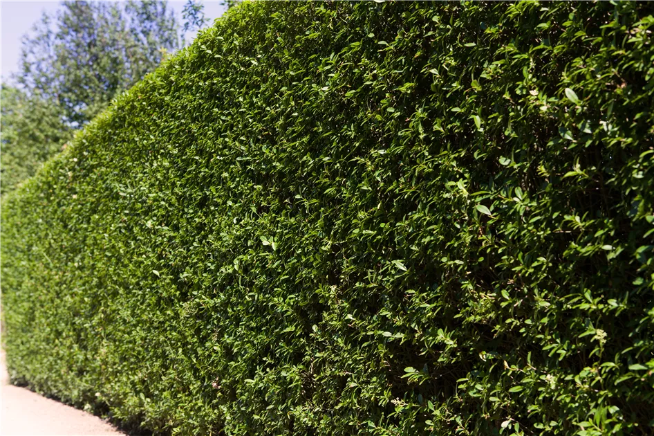 Ligustrum ovalifolium, Ovalblttriger Liguster - Baumschule Weber