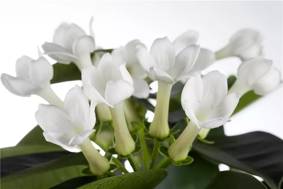 Stephanotis floribunda, Kranzschlinge - Baumschule Weber