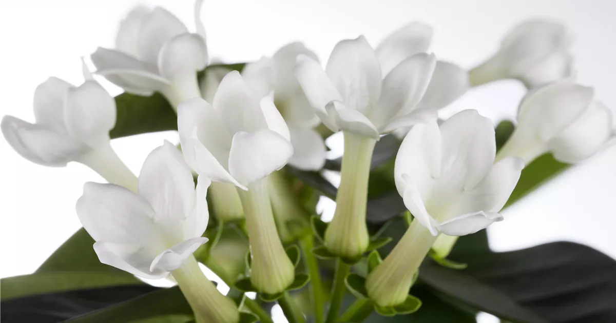 Stephanotis floribunda, Kranzschlinge - Baumschule Weber