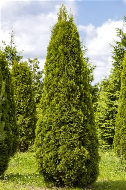 Thuja occidentalis 'Smaragd', Lebensbaum 'Smaragd' - Baumschule Weber