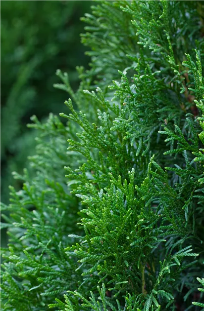 Thuja occidentalis 'Smaragd', Lebensbaum 'Smaragd' - Baumschule Weber