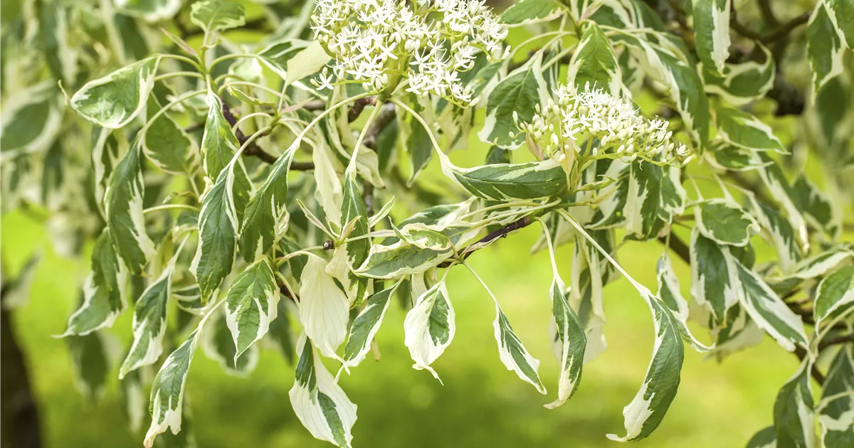 Cornus controversa 'Variegata', Hoher Weibunter Etagen-Hartriegel ' Variegata' - Baumschule Weber