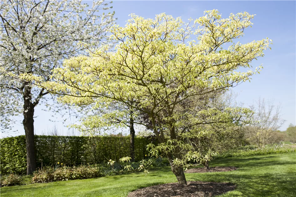 Cornus controversa 'Variegata', Hoher Weibunter Etagen-Hartriegel ' Variegata' - Baumschule Weber