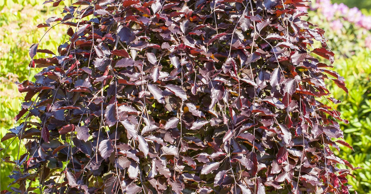 kunstpflanze 1m Kunstpflanze Acer palmatum - 100cm main image 0