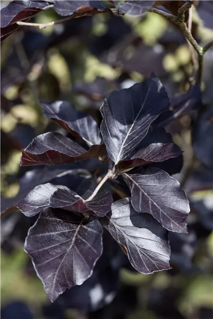 Fagus sylvatica 'Atropurpurea', Stamm, Rotbuche 'Atropurpurea' - Baumschule  Weber