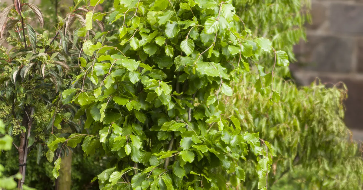 Fagus sylvatica 'Dawyck', Sulen-Rotbuche 'Dawyck' - Baumschule Weber