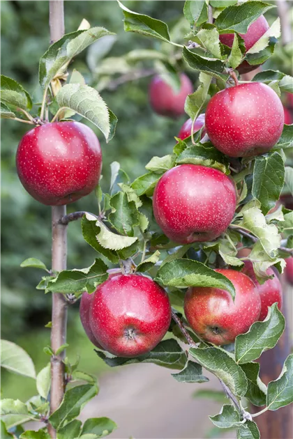 Malus domestica 'Florina', Apfel 'Florina' - Baumschule Weber